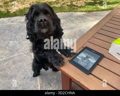 Kleiner süßer schwarzer Cocker Spaniel Hund lehnt sich auf dem Tisch neben kindle Buch E-Reader im Garten Stockfoto