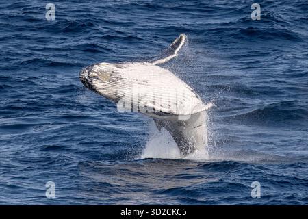Buckelwal-Kalb bricht vor Sydney Australien ab Stockfoto