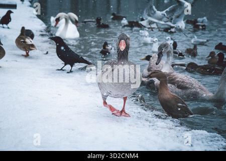 Toulouse Gans, die an einem schneebedeckten Seeufer zur Kamera laufen, umgeben von vielen Vögeln. Weicher Schneefall, friedliche kalte Jahreszeit im Stadtpark. Stockfoto