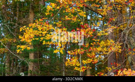 Rote Ahornzweige mit bunten Herbstblättern vor weißem Kiefernwald im Broadmoor Wildlife Sanctuary in Natick, MA, USA, New England. Stockfoto