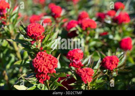 Selektiver Fokus Celosia Cristata Chief Feuerblumen sind hellrot. Die Haut der Hahnenwabenblüten ist weich wie Samt. Blumen im Experiment Stockfoto