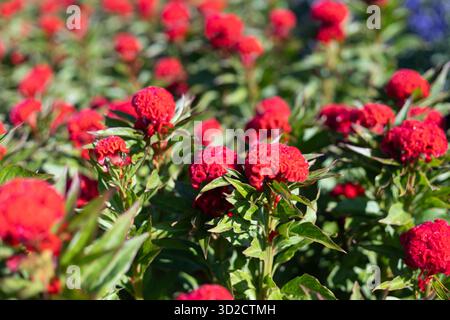 Selektiver Fokus Celosia Cristata Chief Feuerblumen sind hellrot. Die Haut der Hahnenwabenblüten ist weich wie Samt. Blumen im Experiment Stockfoto