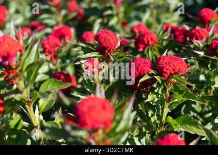 Selektiver Fokus Celosia Cristata Chief Feuerblumen sind hellrot. Die Haut der Hahnenwabenblüten ist weich wie Samt. Blumen im Experiment Stockfoto