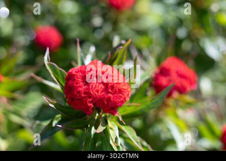Selektiver Fokus Celosia Cristata Chief Feuerblumen sind hellrot. Die Haut der Hahnenwabenblüten ist weich wie Samt. Blumen im Experiment Stockfoto