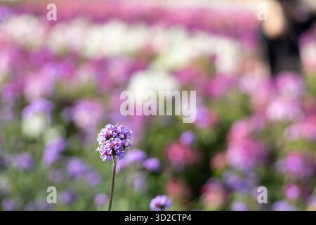 Selektiver Fokus Purpletop Eisenkraut, kleine lila Blüten fühlen die Zartheit und Zartheit es gibt Platz für Text. Stockfoto