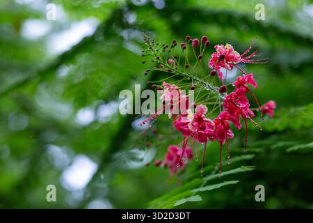 Selektiver Fokus Jatropha integerrima Jacq, rote Blumen und schattige Zierpflanzen, schöne Blumen während der Regenzeit, die saftig aussehen Stockfoto