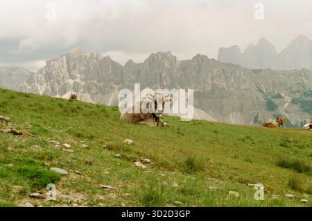 Braune Schweizer Kuh auf Einer Nebelwiese in den Dolomiten, Italien. Stockfoto