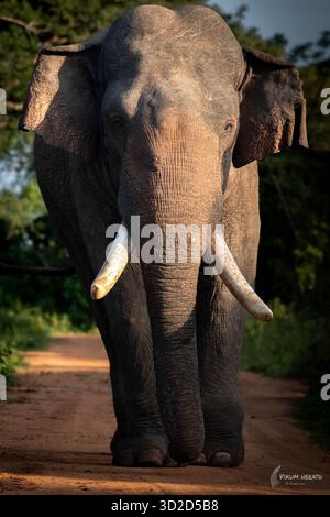 Majestätischer wilder asiatischer Elefantentusker, der auf einer unbefestigten Straße im Herzen von Sri Lankas Dschungel spaziert, im goldenen Abendlicht gefangen. Stockfoto