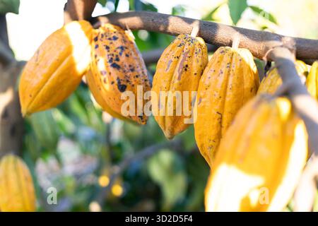 Selektiver Fokus gelbe Kakaofrucht die vielen Kakaofrüchte auf dem Baum sind in vollem Wachstum. In der Landwirtschaft in Thailand Stockfoto