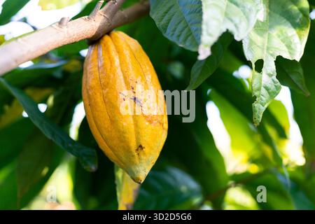 Selektiver Fokus große gelbe Kakaofrucht, schöne Haut, Blick auf die Textur, natürlicher Hintergrund auf landwirtschaftlichen Feldern in Thailand Stockfoto