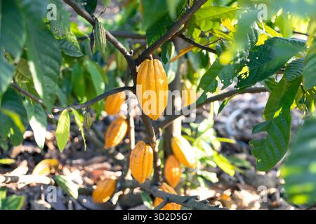 Selektiver Fokus große gelbe Kakaofrucht, schöne Haut, Blick auf die Textur, natürlicher Hintergrund auf landwirtschaftlichen Feldern in Thailand Stockfoto