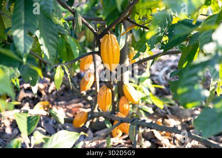 Selektiver Fokus große gelbe Kakaofrucht, schöne Haut, Blick auf die Textur, natürlicher Hintergrund auf landwirtschaftlichen Feldern in Thailand Stockfoto
