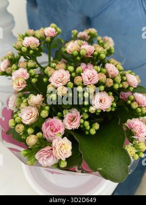Eine Nahaufnahme einer Topfpflanze aus Kalanchoe blossfeldiana mit einer wunderschönen Ansammlung kleiner, zarter rosafarbener Blüten und zahlreichen Knospen. Stockfoto