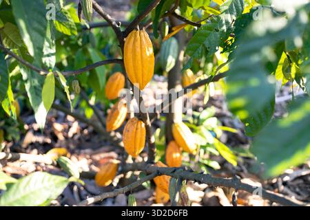 Selektiver Fokus große gelbe Kakaofrucht, schöne Haut, Blick auf die Textur, natürlicher Hintergrund auf landwirtschaftlichen Feldern in Thailand Stockfoto