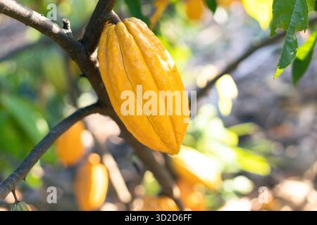 Selektiver Fokus große gelbe Kakaofrucht, schöne Haut, Blick auf die Textur, natürlicher Hintergrund auf landwirtschaftlichen Feldern in Thailand Stockfoto
