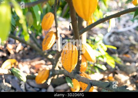 Selektiver Fokus große gelbe Kakaofrucht, schöne Haut, Blick auf die Textur, natürlicher Hintergrund auf landwirtschaftlichen Feldern in Thailand Stockfoto