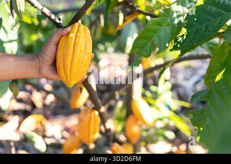 Selektiver Fokus große gelbe Kakaofrucht, schöne Haut, Blick auf die Textur, natürlicher Hintergrund auf landwirtschaftlichen Feldern in Thailand Stockfoto