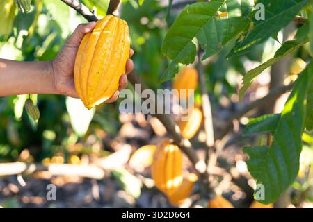 Selektiver Fokus große gelbe Kakaofrucht, schöne Haut, Blick auf die Textur, natürlicher Hintergrund auf landwirtschaftlichen Feldern in Thailand Stockfoto