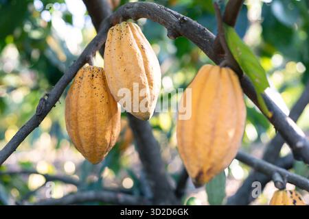 Selektiver Fokus gelbe Kakaofrucht die vielen Kakaofrüchte auf dem Baum sind in vollem Wachstum. In der Landwirtschaft in Thailand Stockfoto