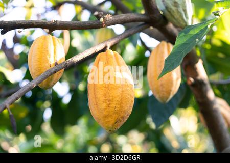 Selektiver Fokus gelbe Kakaofrucht die vielen Kakaofrüchte auf dem Baum sind in vollem Wachstum. In der Landwirtschaft in Thailand Stockfoto