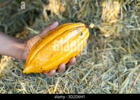 Selektiver Fokus großer gelber Kakao in der Hand des Landwirts auf einem Haufen Strohhintergrund gibt es Platz für Text. Stockfoto