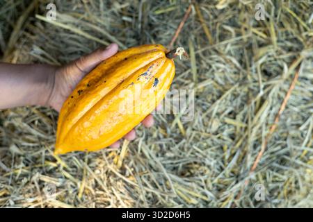Selektiver Fokus großer gelber Kakao in der Hand des Landwirts auf einem Haufen Strohhintergrund gibt es Platz für Text. Stockfoto