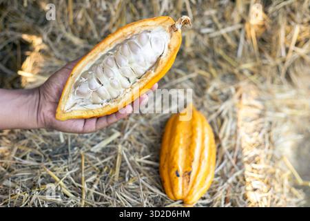 Selektiver Fokus Kakaofruchtmasse Weiße große Samen geschnitten ​​yellow Kakao, das Fleisch wird in Zellstoff auf Stroh Hintergrund auf thailändischen landwirtschaftlichen Feldern gesehen. Stockfoto