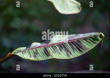 Selektiver Fokus, Musa sumatrana (Roter Bananenbaum) Pflanze, die Musa sumatrana anbaut, zum Verkauf. Bananenbaum mit schönen Blättern. Stockfoto