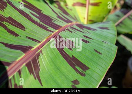 Selektiver Fokus, Musa sumatrana (Roter Bananenbaum) Pflanze, die Musa sumatrana anbaut, zum Verkauf. Bananenbaum mit schönen Blättern. Stockfoto