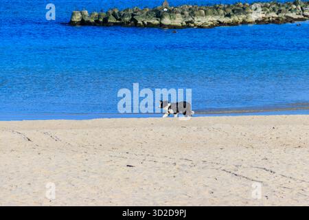 Border Collie Hund läuft am Sandstrand Stockfoto