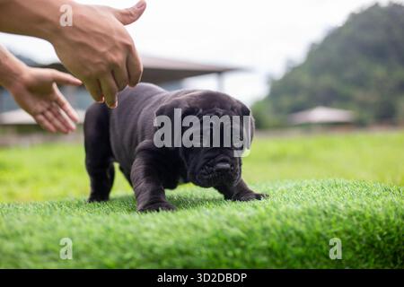 Selektiver Fokus, süßer schwarzer Pitbull-Mix-Welpe auf grünem Kunstrasen Stockfoto