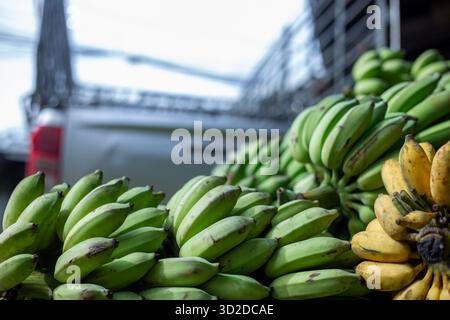 Selektiver Fokus. Viele Bananen stapelten sich auf dem Bananenmarkt. Es gibt reife gelbe Bananen Stockfoto