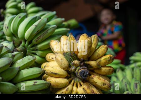 Selektiver Fokus. Viele Bananen stapelten sich auf dem Bananenmarkt. Es gibt reife gelbe Bananen Stockfoto