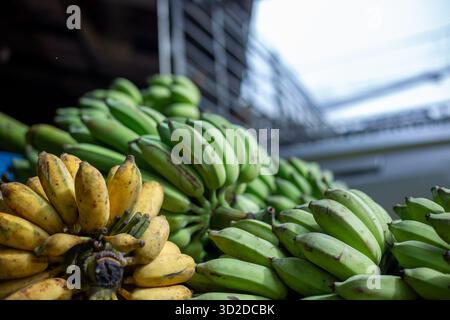 Selektiver Fokus. Viele Bananen stapelten sich auf dem Bananenmarkt. Es gibt reife gelbe Bananen Stockfoto