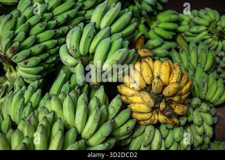 Selektiver Fokus. Viele Bananen stapelten sich auf dem Bananenmarkt. Es gibt reife gelbe Bananen Stockfoto