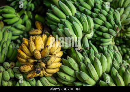 Selektiver Fokus. Viele Bananen stapelten sich auf dem Bananenmarkt. Es gibt reife gelbe Bananen Stockfoto
