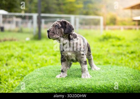 Selective Focus niedliche kleine schwarze braune und weiße Welpen mit grauen Flecken Bandogs Welpen Neapolitan Mastiff in perfekter Form im Vorhof groß Stockfoto