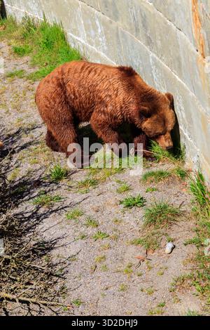 Bär in der Bärengrube in Bern, Schweiz. Bär ist ein Symbol der Stadt Bern Stockfoto