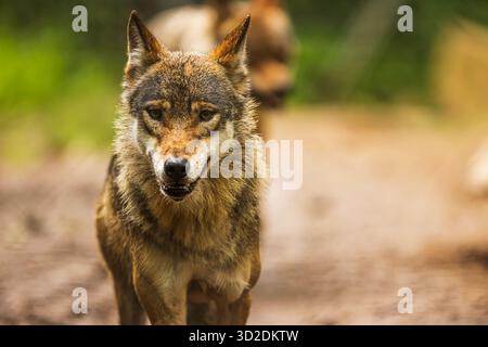 Der eurasische Wolf (Canis Lupus) rennt nach vorne Stockfoto