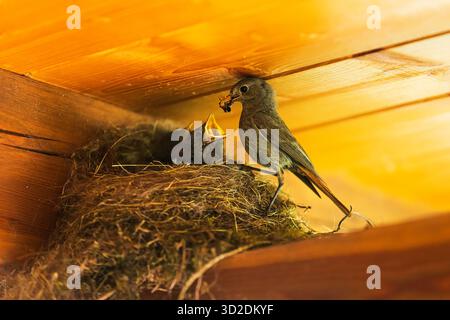Männliche schwarze Rotstarte (Phoenicurus ochruros) ernährt die Jungen im Nest Stockfoto