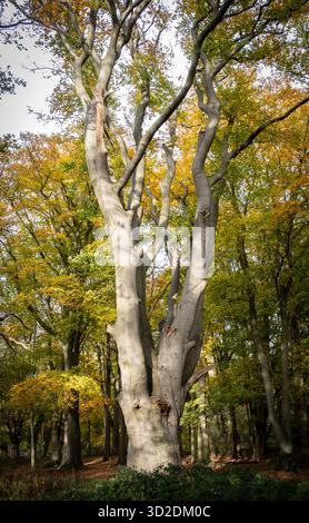 Herbstfarben in einem Wald von Worcestershire, England. Stockfoto