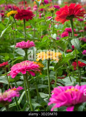 Wunderschöne und farbenfrohe Zinnia Blumen auf einer Farm. Stockfoto