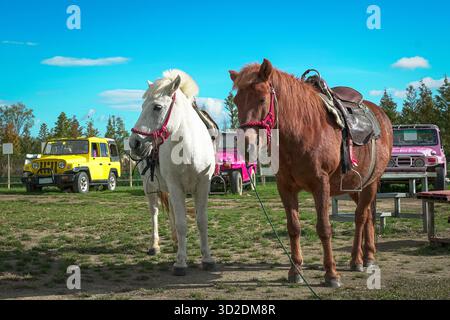 Zwei Pferde stehen auf einem Feld mit bunten Jeeps im Hintergrund. Stockfoto