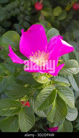 Schöne rosa Blumen von Hunderosenbüschen, Nahaufnahme Stockfoto