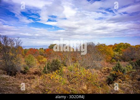 Weite Aussicht auf einen Herbstwald in Nordgriechenland mit farbenfrohen Blättern, trockenen Farnen und fernen Berghüllen unter einem dramatischen bewölkten Himmel. Stockfoto