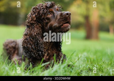 Wunderschöner irischer Wasserspaniel-Hund im Park Stockfoto