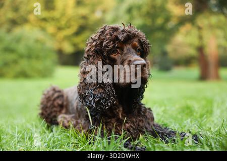 Wunderschöner irischer Wasserspaniel-Hund im Park Stockfoto