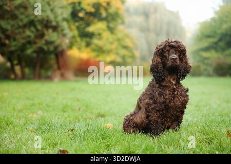 Wunderschöner irischer Wasserspaniel-Hund im Park. Leerzeichen für Text Stockfoto