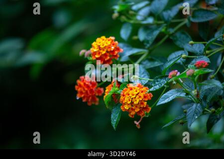 Selektiver Fokus auf Lantana schöne orange Blumen und natürlichen Hintergrund Stockfoto