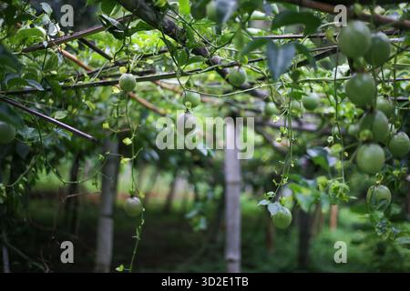 Selektive Fokussierung auf grüne Passionsfrucht auf einem Baum im grünen Passionsfruchengarten Stockfoto